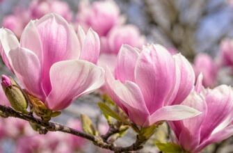 Магнолия в украинском саду — саженцы магнолии от Matla Flowers